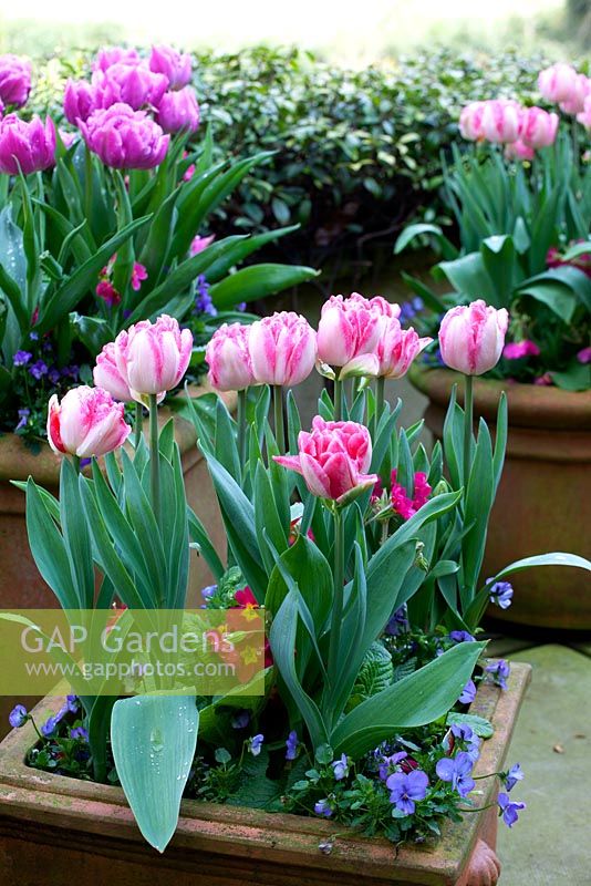 Tulipa 'Foxtrot' and 'Double Price' with purple viola