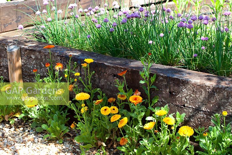 Vegetable garden with timber edged raised beds, callendula and chives