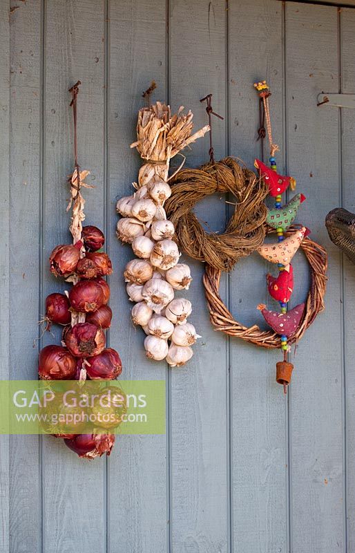 Hanging onions and garlic on painted shed