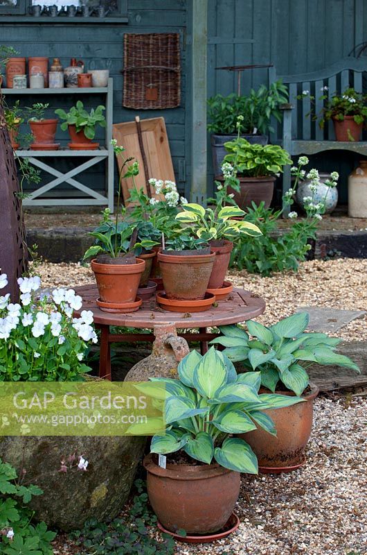 Groups of pots with hostas and violas