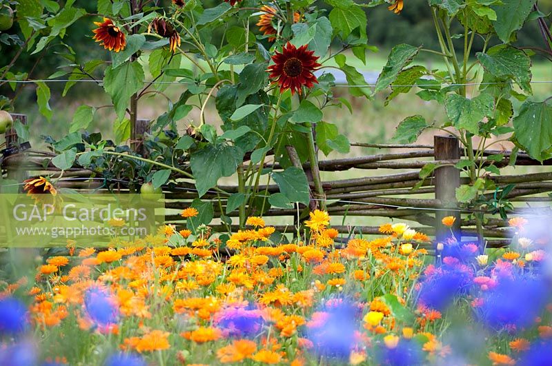 Summer garden with callendula and sunflowers against woven fence
