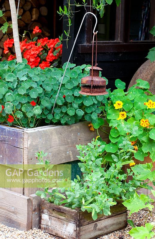 Recycled container - timber palette box with nasturtium and rustic lamp
