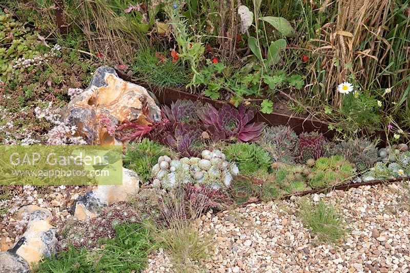 The Flintknapper's Garden - A Story of Thetford - view of gravel garden with sedum and sempervivum - Designer - Luke Heydon - Sponsor - Thetford businesses 