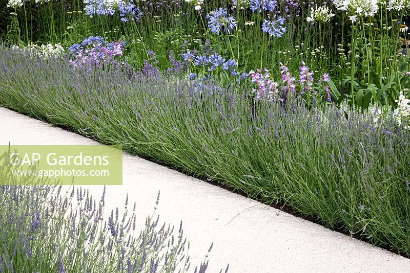The Just Retirement Garden - view of garden path with lavender and Agapanthus Blue Storm and White Heaven 