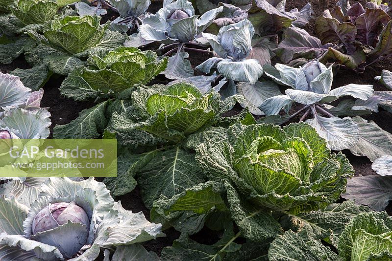 Different varieties of cabbage 'Red Jewel', 'Serpentine', 'Romanov', 'Kalibos' - RHS Hampton Court Flower show 2014 Britain in Bloom 