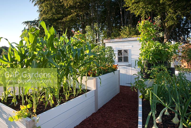 The Forgotten Corner - garden shed and raised beds growing vegetables - Onion Mammoth Sweetcorn Saville tomatoes Marmande runner beans - Designer - Carl Gerrard - Sponsor - PM Training