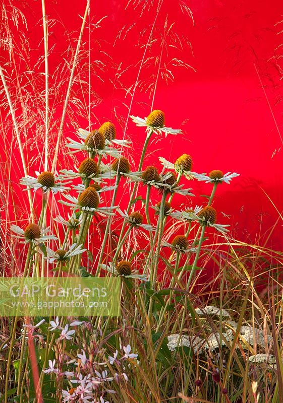 Red coloured Perspex screen - planting of Echinacea purpurea White Spider - Stipa gigantea - Achillea Helia Glashoff and Gaura lindheimeri 'Whirling Butterflies' 