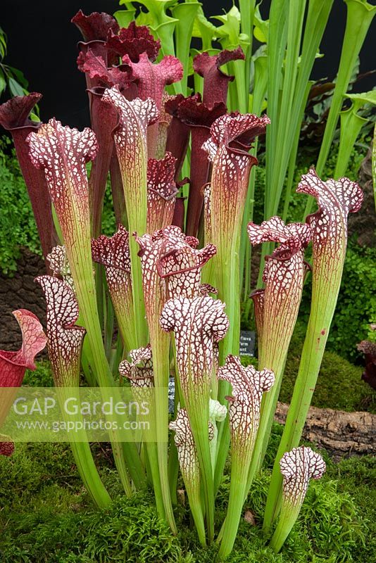 Sarracenia hybrid 'Juthatip Soper' pitcher plant on the gold medal winning stand by Hampshire Carniverous plants