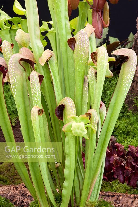 Sarracenia minor 'Okeefonokee Giant' pitcher plant on the gold medal winning stand by Hampshire Carniverous plants