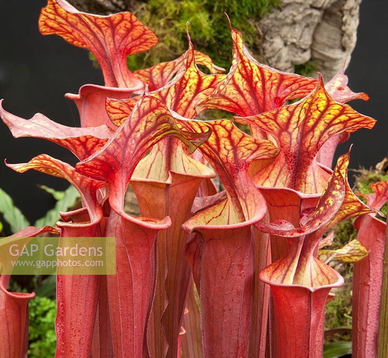 Sarracenia alata red x flava red tube pitcher plant on the gold medal winning stand by Hampshire Carniverous plants