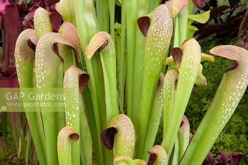 Sarracenia minor 'Okeefonokee Giant' pitcher plant on the gold medal winning stand by Hampshire Carniverous plants