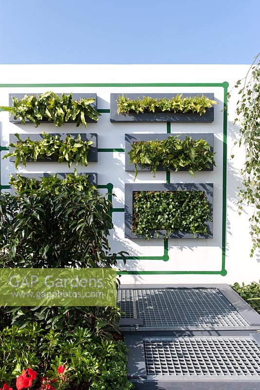 Living wall planted with ferns and ivy - Digital Green 