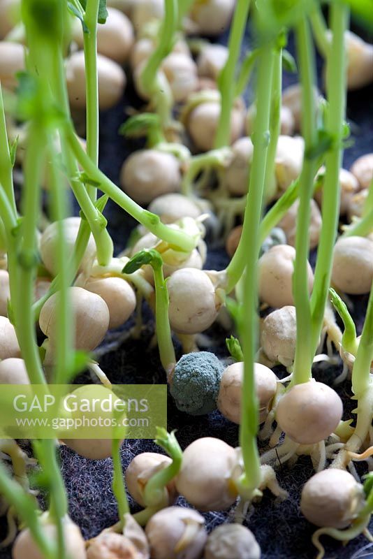 Pea. Sow seeds close together but not touching. Watch out for any that turn mouldy as this could spread to other microgreens.