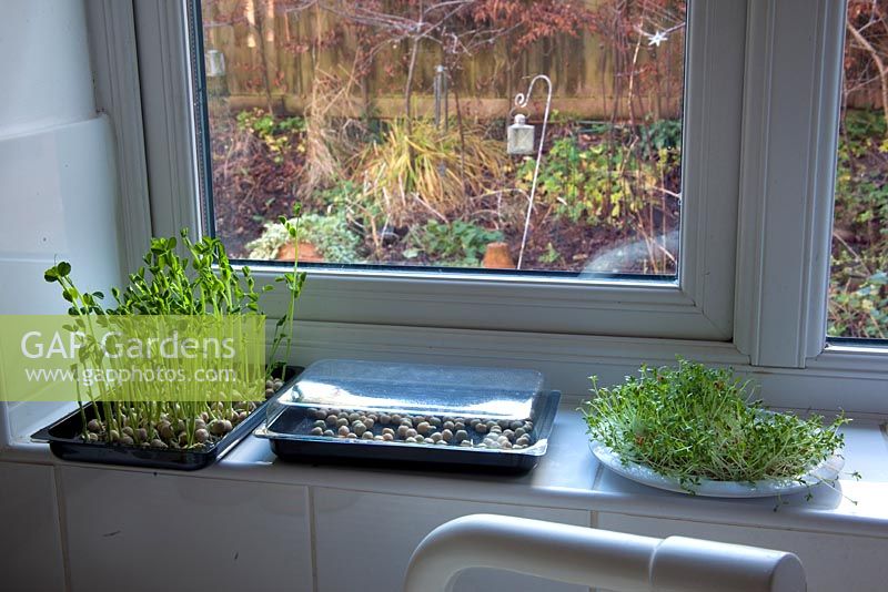 Successional planting: Pea shoots ready to harvest, a tray of pea seeds that have just started to grow and a plate of cress. The cover over the young pea seeds can be removed when the green shoots are well established.
