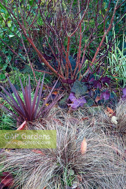 Carex comans bronze with purple Cordyline