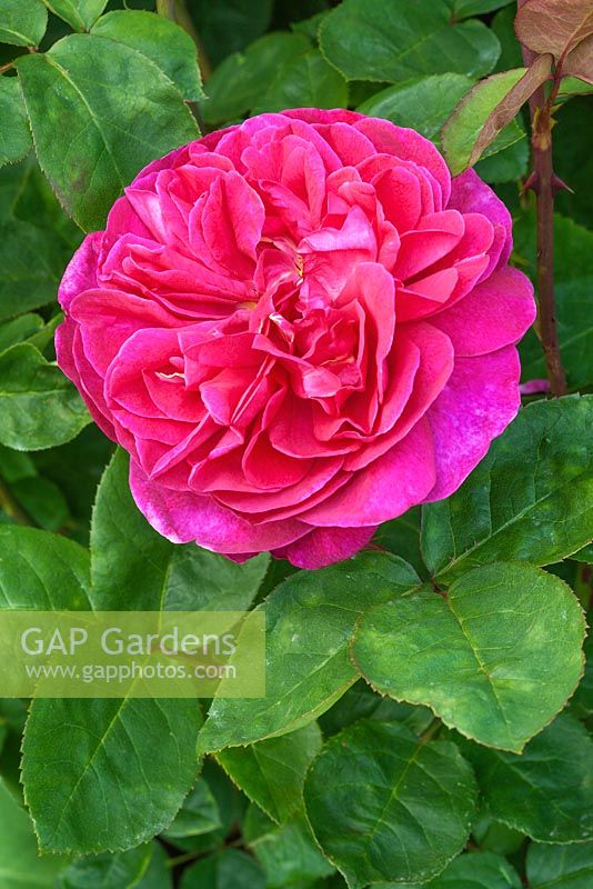 Rosa 'Sophy's Rose - David Austin Rose Garden, Shropshire, UK