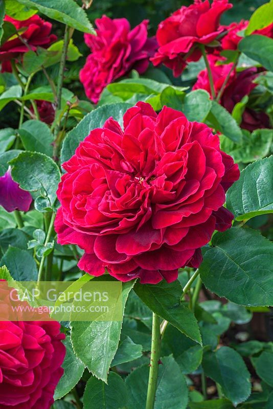 Rosa 'Darcy Bussell' - David Austin Rose Garden - Shropshire, UK