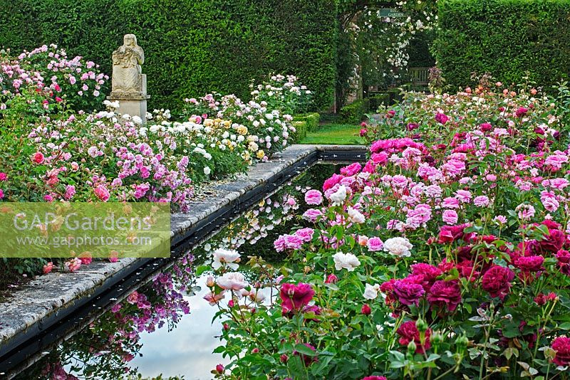 The Renaissance Garden - Water feature edged with roses -  David Austin Rose Garden, Shropshire, UK 
