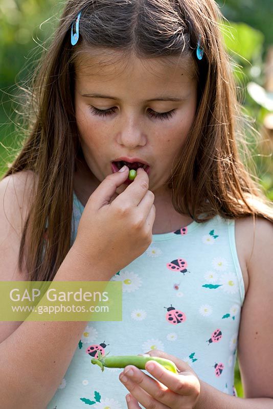 Girl eating freshly picked garden peas.