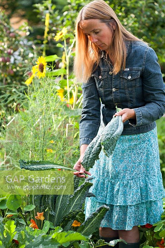 Woman harvesting Kale Nero Di Toscana.