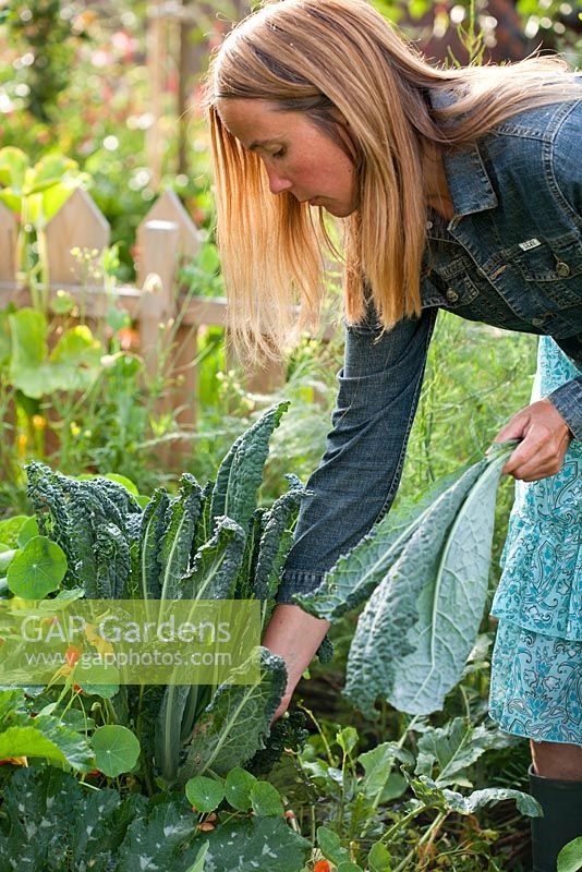 Woman harvesting Kale Nero Di Toscana.