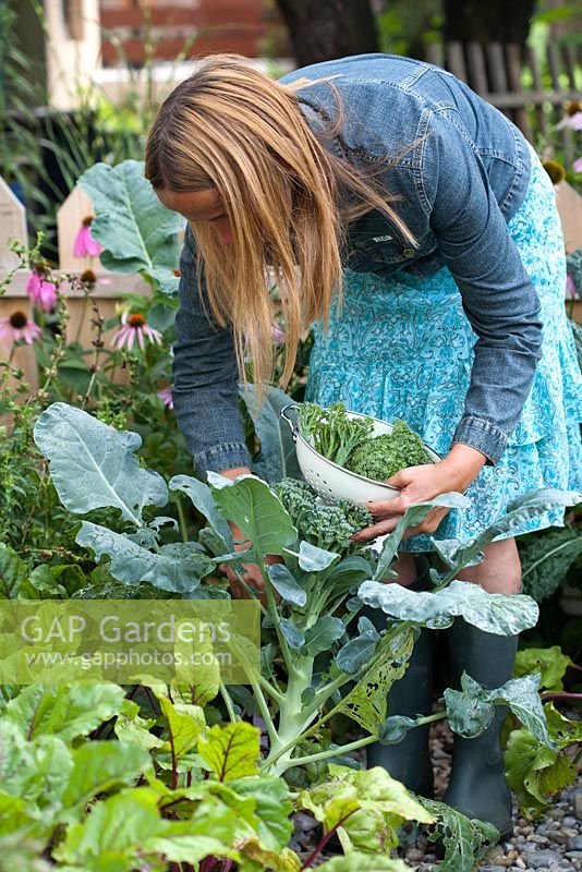 Woman harvesting broccoli.
