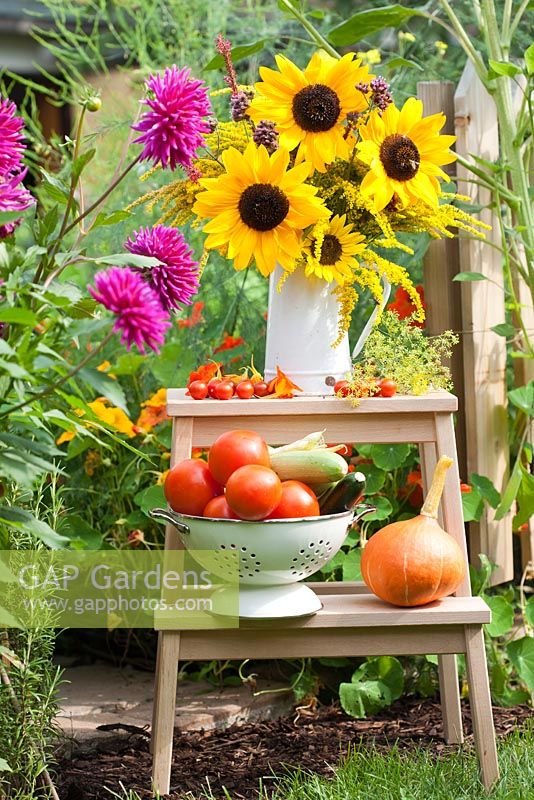Displays of harvested vegetables and bouquet of sunflowers and perennials Persicaria, Verbena bonariensis and Solidago in enamel jug on ladder in summer garden.
