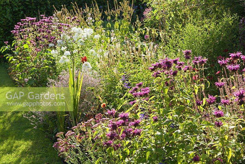 Monarda in foreground with with white phlox beyond. Hall Farm Garden at Harpswell near Gainsborough in Lincolnshire. August 2014.