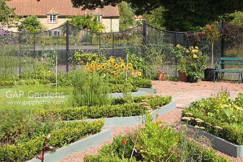 Parterre area with box edged beds. Mixed annuals and herbs. Hall Farm Garden at Harpswell near Gainsborough in Lincolnshire. August 2014.
