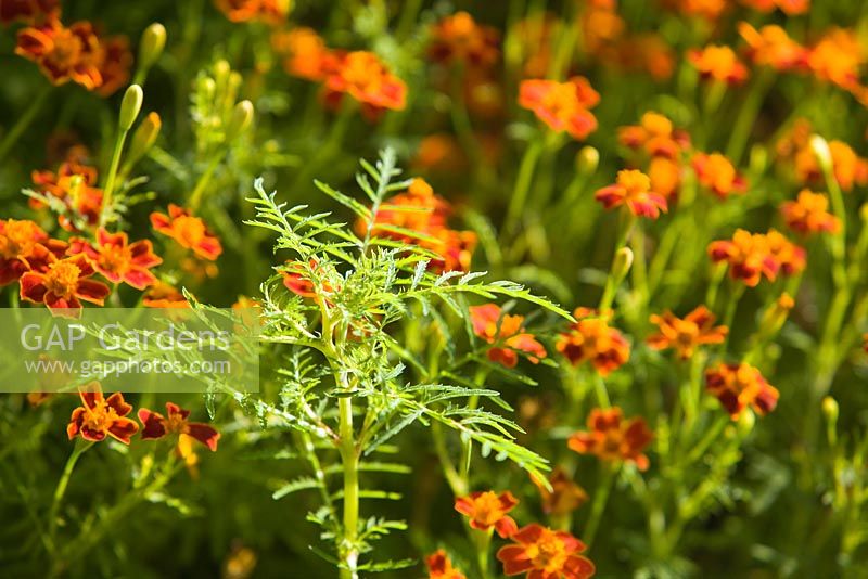 Tagetes 'Paprika'. Hall Farm Garden at Harpswell near Gainsborough in Lincolnshire. August 2014.