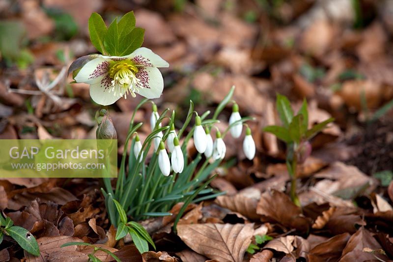 Hellebores and snowdrops are among the options for late winter and early spring colour 