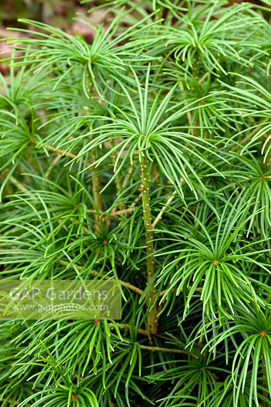 Sciadopitys verticillata - Japanese umbrella pine