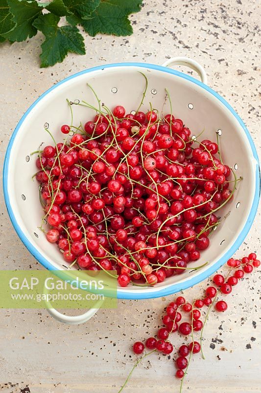 Redcurrants - Ribes harvested and displayed in colander