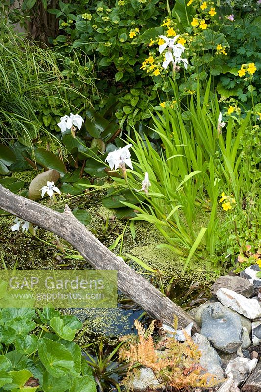 Small wildlife pond with iris