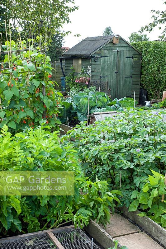 Small vegetable garden with raised beds and shed - parsnips, potatoes and runner beans