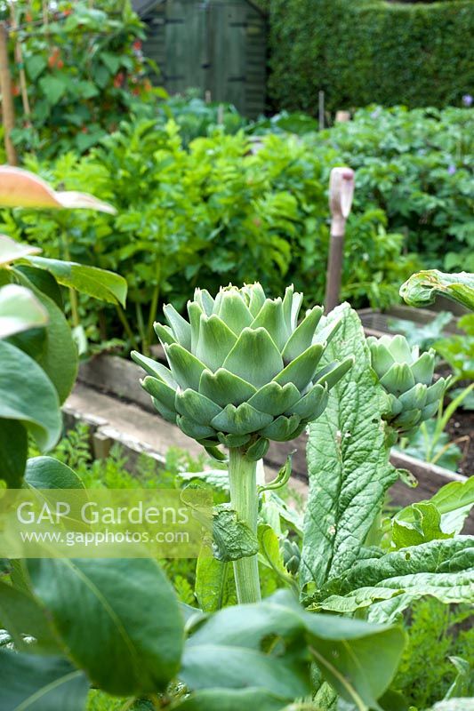 Artichoke in small vegetable garden