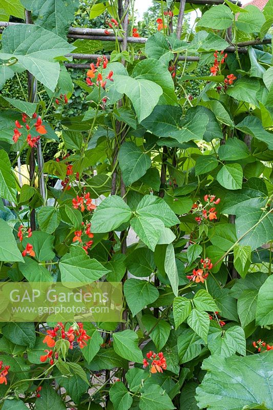 Phaseolus coccineus - Runner beans in flower on canes