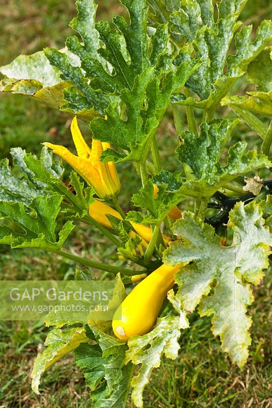 Powdery Mildew on Courgette 'Gold Rush'