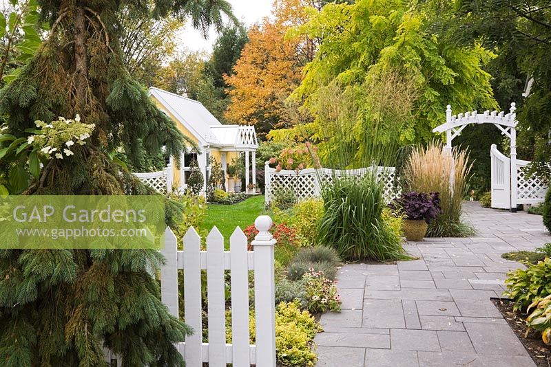 Grey flagstone path leading to a arbour through a white picket fence in front garden in autumn. Plants include Sedum spurium, Alchemilla mollis, Kleine 'Silberspinne', Miscanthus sinensis and a Robinia pseudoacacia 'Frisia' tree in the background. Il Etait Une Fois garden, Monteregie, Quebec, Canada. 
