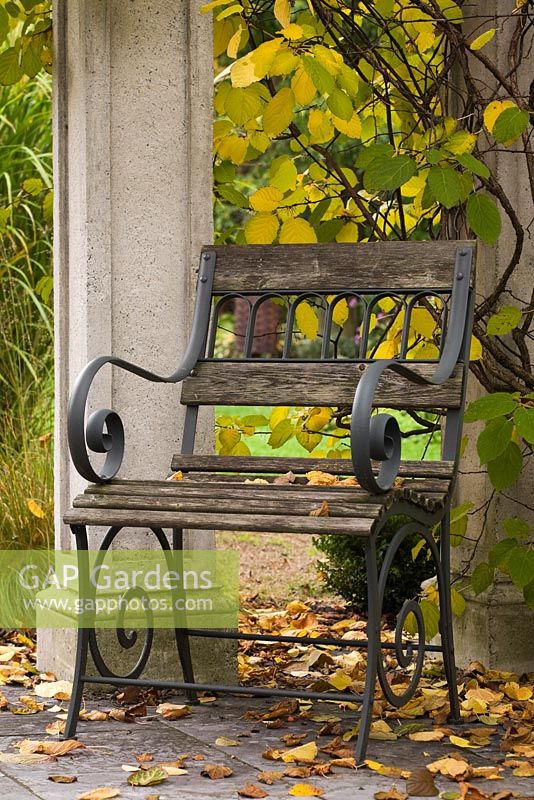 Wooden garden chair and fallen leaves on flagstones underneath a wood and concrete pergola covered with a Kiwi ornamental 'Arctic Beauty' climbing vine Actinidia kolomikta 'Arctic Beauty' in backyard garden in autumn. Il Etait Une Fois garden, Monteregie, Quebec, Canada. 
