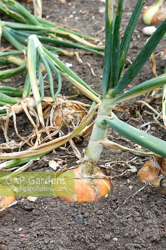 Allium cepa - Onion Stuttgarter - August - Oxfordshire