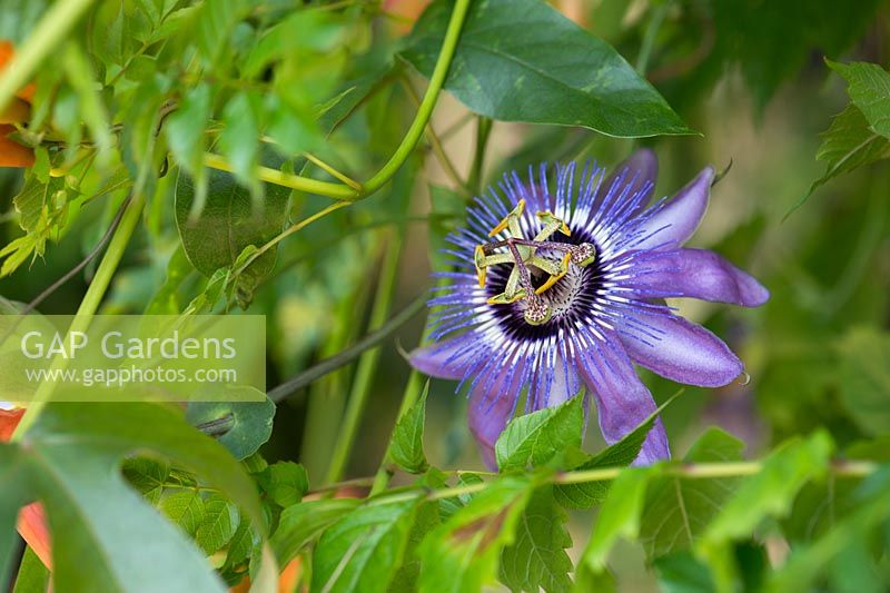 Passiflora 'betty myles young' - Passionflower - July - Surrey