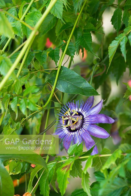 Passiflora 'Betty Myles Young' - Passionflower - July - Surrey