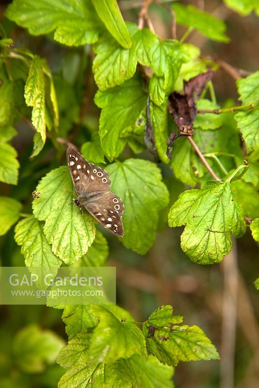 Speckled Wood butterfly - Pararge aegeria