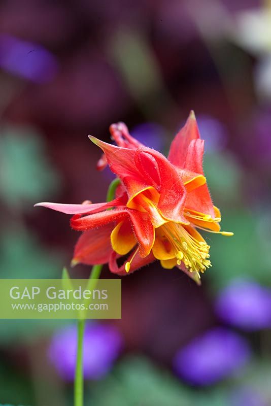Aquilegia vulgaris Touchwood seedling Red and yellow double