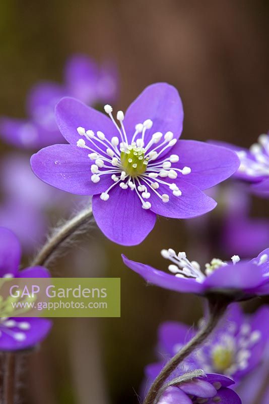 Hepatica nobilis 'Lavender Purple'