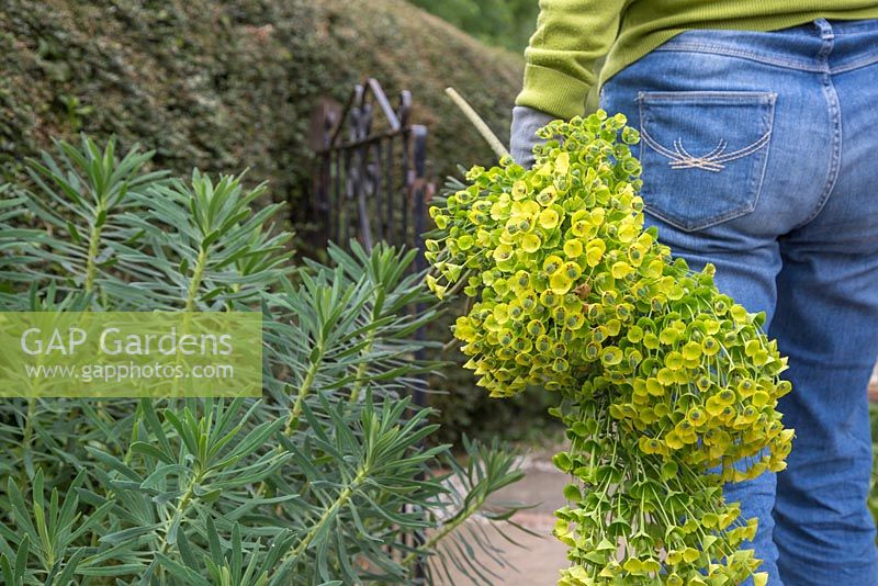 Woman carrying cuttings of Euphorbia characias subsp. Wulfenii.