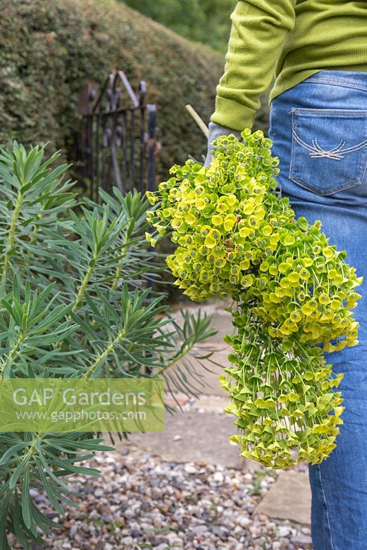Woman carrying cuttings of Euphorbia characias subsp. Wulfenii. 