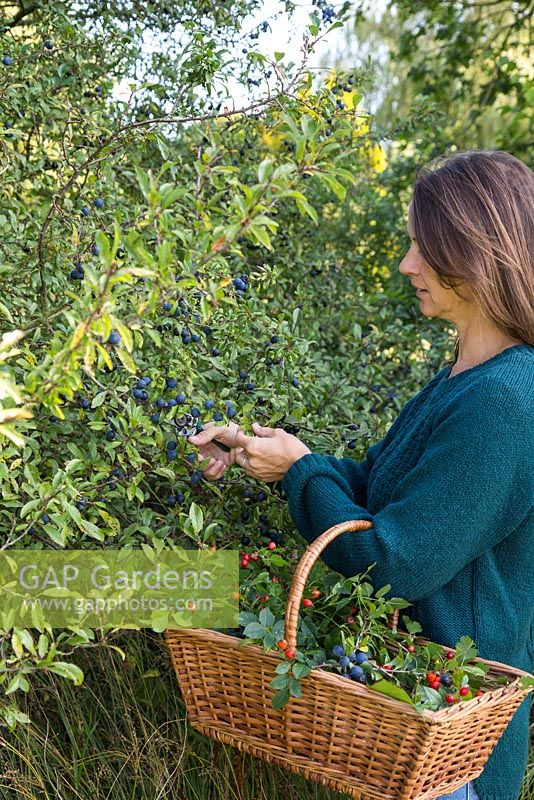 Woman foraging Sloe berries from a hedgerow. 