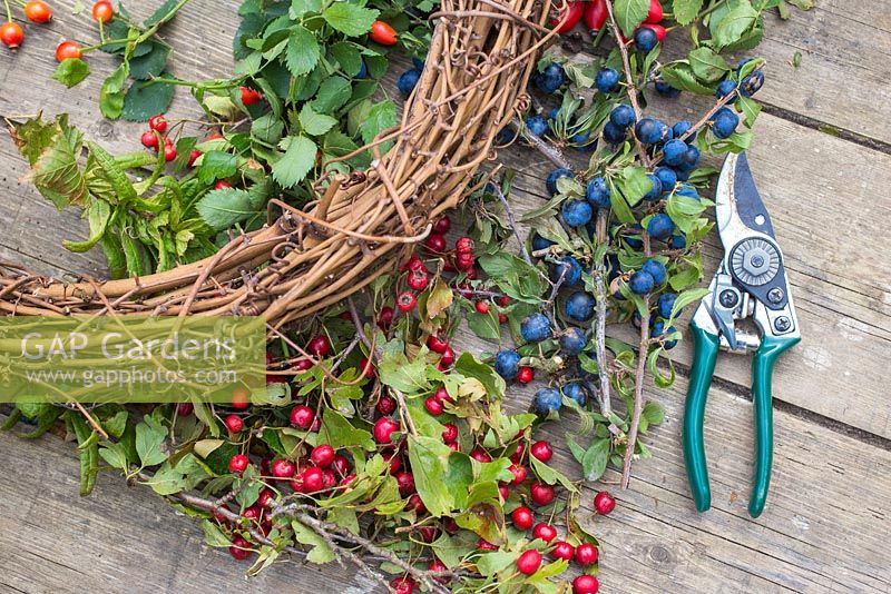 Materials needed for wreath are secateurs, a plain wreath, Hawthorn, Sloe berries and Rose hips. 